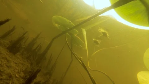 Life at the bottom of the swamp Video stock 114830880