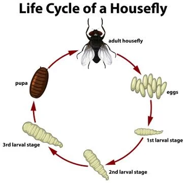 Life circle of a housefly Stock Illustration