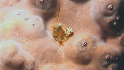 Life in Coral Burrows Tiny Crabs and Shrimps Feeding on the Reef Stock Footage 322804920