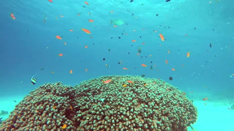 Life On The Coral reef Stock Footage 232916055