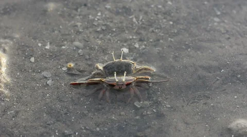 Life of crabs mating or fight in mangroves at The lower water level Vídeos de archivo 64112052