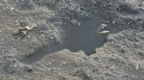 Life of crabs mating or fight in mangroves at The lower water level 库存影片 64112214