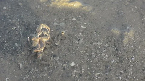 Life of crabs mating or fight in mangroves at The lower water level Stock Footage 64112246