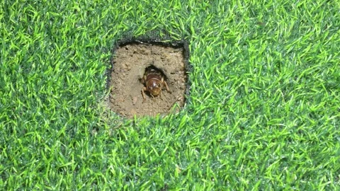 The life of a cricket. Stock Footage 294368369