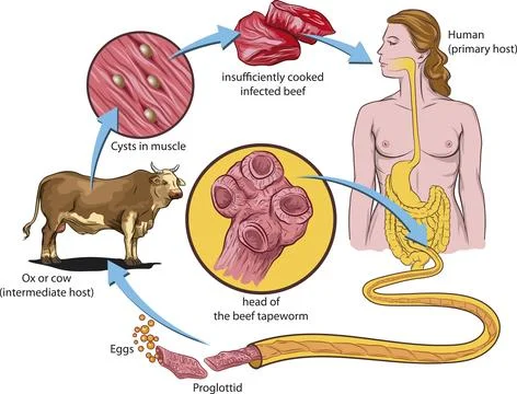 Life cycle of the beef tapeworm Stock Illustration