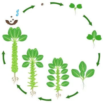 Life cycle of brussels sprouts plant on a white background Stock Illustration
