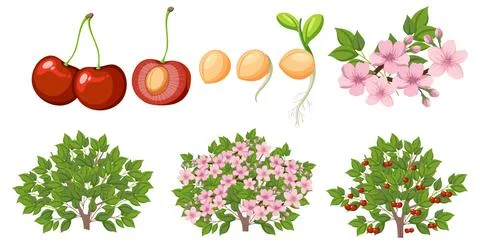 Life Cycle of a Cherry Tree Stock Illustration