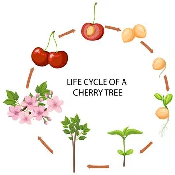 Life Cycle of Cherry Tree Stock Illustration