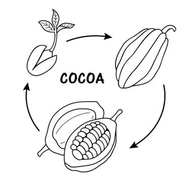 The life cycle of cocoa. Stock Illustration