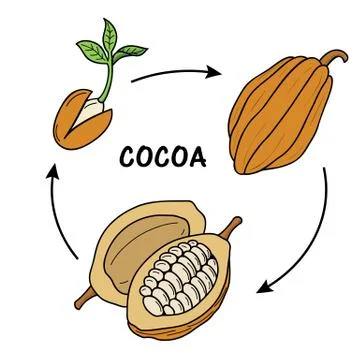 The life cycle of cocoa. 스톡 일러스트