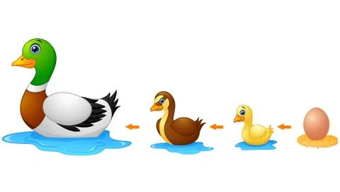 Life cycle of a duck Stock Illustration