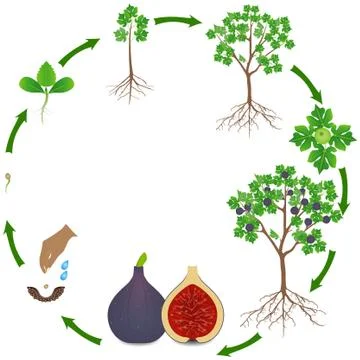 Life cycle of a fig tree on a white background Stock Illustration