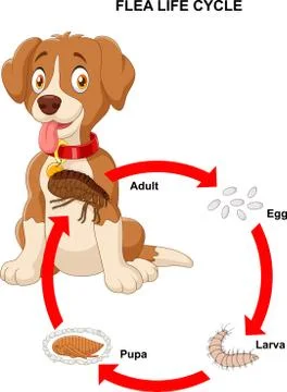 Life cycle of flea イラスト素材
