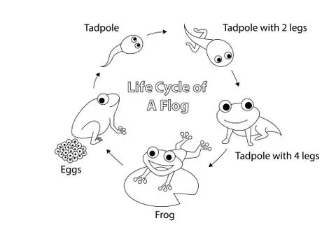 Life cycle of a frog for coloring, vector art Stock Illustration