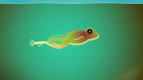 The life cycle of a frog Stock Footage