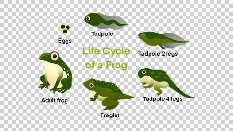 The life cycle of a frog, Frog Life Cycle Set, frog life cycle metamorphosis Stock Illustration