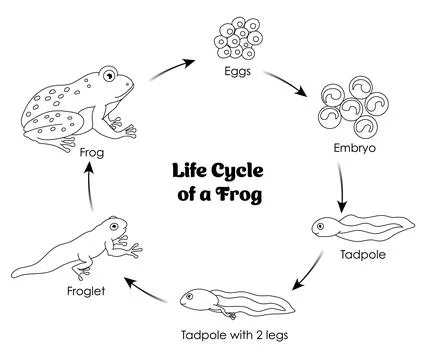 Life Cycle of a Frog Stock Illustration