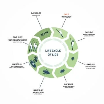 Life cycle of lice Stock Illustration
