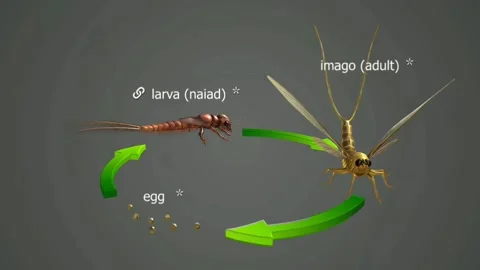 Life cycle of long tailed mayfly Stock Footage 288175454