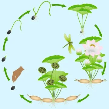 Life cycle of lotus plant on a blue background Stock Illustration