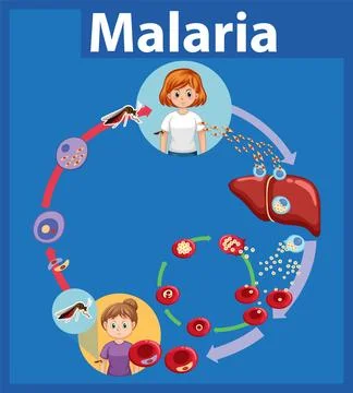 Life Cycle of Malaria Parasite: A Visual Guide Stock Illustration