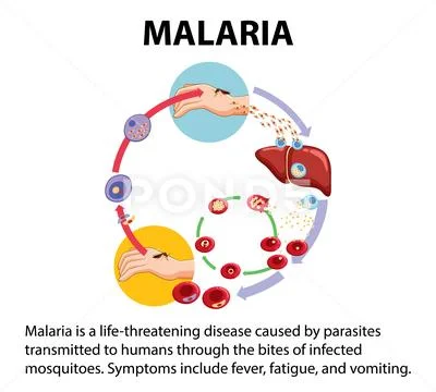 Life Cycle Of Malaria Parasite A Visual Guide Clip Art