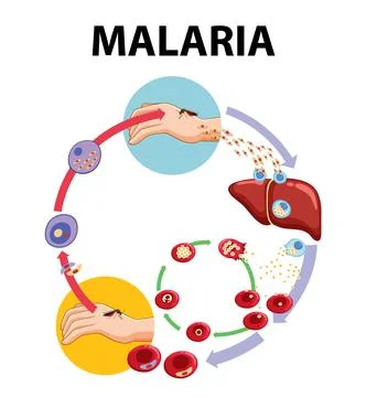 Life Cycle of Malaria Parasite: A Visual Guide Stock Illustration