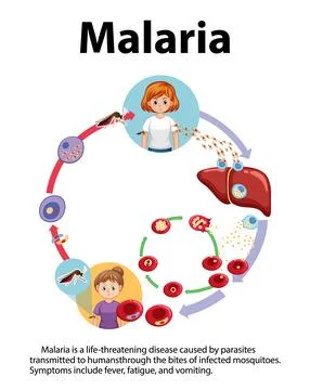 Life Cycle of Malaria Parasite: A Visual Guide Stock Illustration