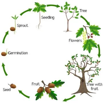 Life cycle of a oak tree on a white background Stock Illustration