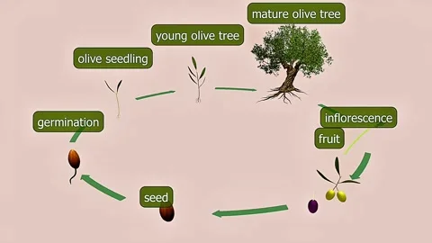 Life cycle of olive tree Vídeos de archivo 322523891
