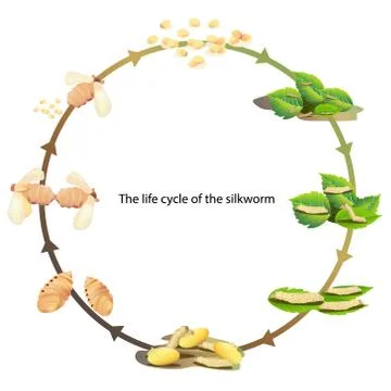 Life cycle silk worm Illustrazione stock