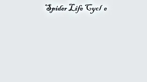 Life cycle of Spider 動画素材 297343483