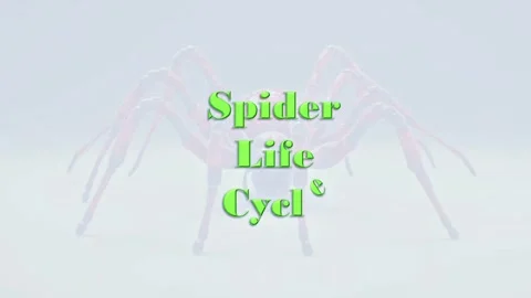 Life cycle of Spider 動画素材 297343496