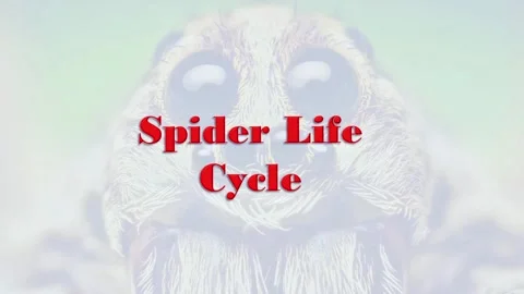Life cycle of Spider 動画素材 297343501