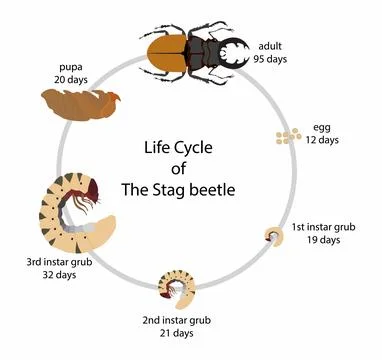 The life cycle of a Stag Beetle, Bug biodiversity Stock Illustration