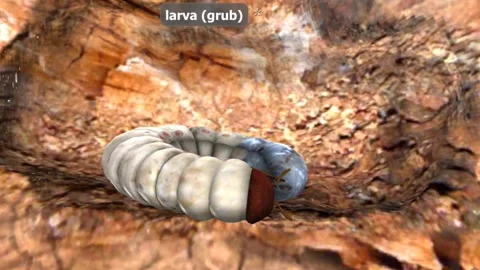 Life cycle of stag beetle 스톡 동영상 288175837