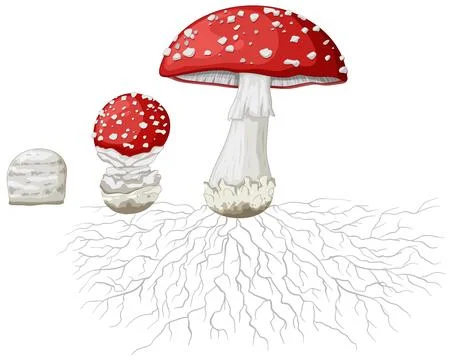 Life Cycle Stages of Fly Agaric Mushroom with Underground Mycelium Root Syste Stock Illustration