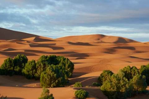 Life in the desert Stock Photos
