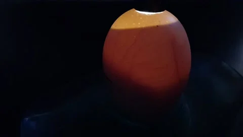Life develops in a chicken egg. Video stock 204812068