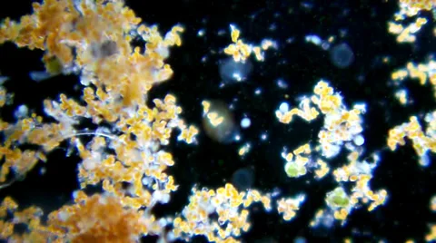 Life in the drop of water from lake, microscope magnification 100X Video stock 33661315