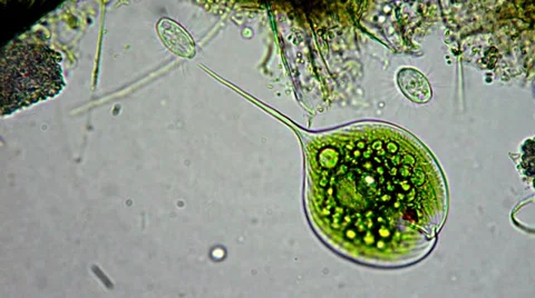Life in the drop of water under microscope Video stock 33661175