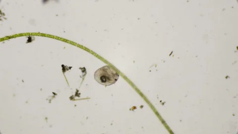 Life in a drop of water under the microscope in 4k Stock Footage 81739297