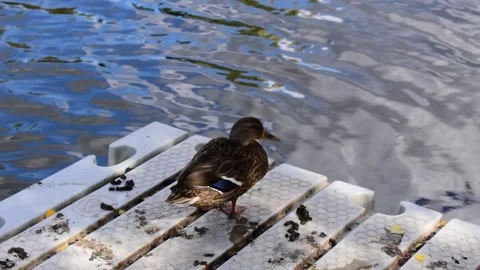 The life of a duck on a pond close-up Stock Footage 160859077
