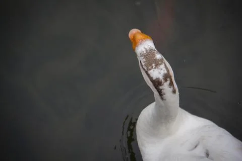 The life of ducks Stock Photos