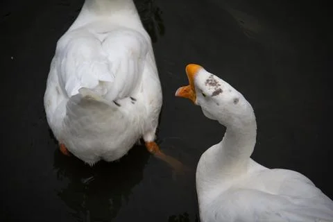 The life of ducks Stock Photos