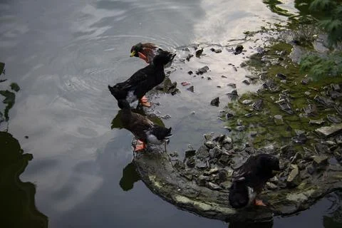The life of ducks Stock Photos