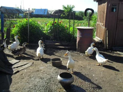 Life of ducks in the village Stock Photos