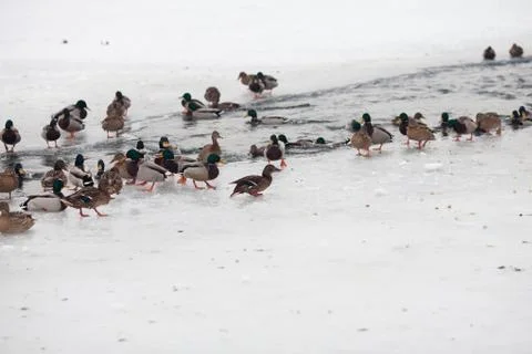 Life ducks in winter Stock Photos