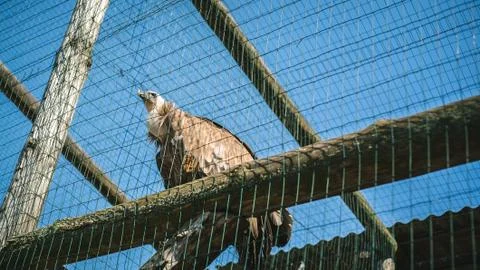 Life eagle in a cage at the zoo Stock Photos