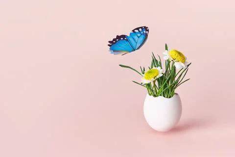 Life Easter concept. Green sprouts and spring flowers in white egg on pink Stock Photos